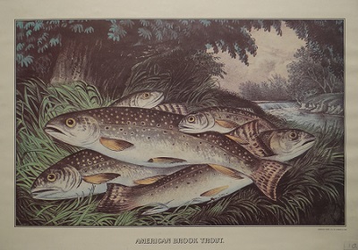 Unframed picture of American Brook Trout by Currier and Ives
