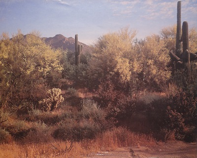 Unframed picture of (Desert) by unknown artist