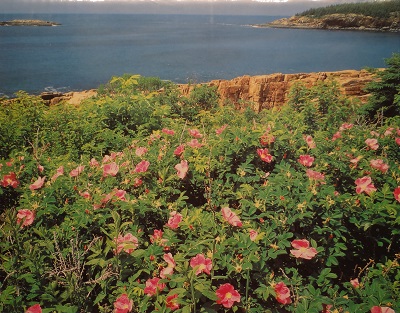 Unframed picture of (Seaside) by unknown artist