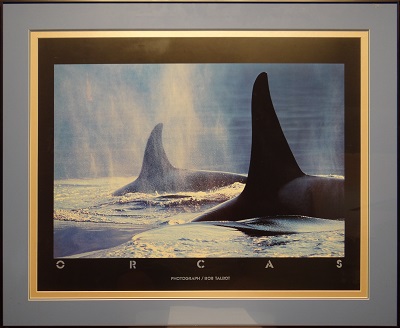 Picture of Orcas by Bob Talbot with 1/4-inch painted black frame